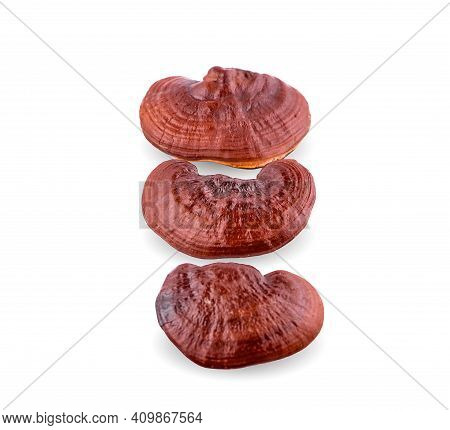 Lingzhi Mushroom Ganoderma Lucidum Isolated On White Background