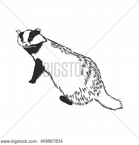 European Badger - Animal Illustration. Badger, Vector Sketch On A White Background