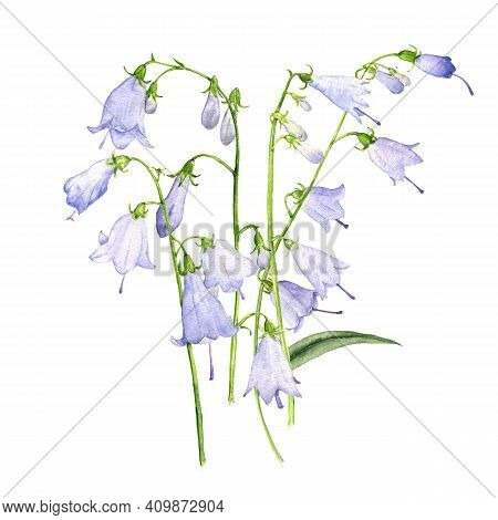Watercolor Drawing Adenophora, Ladybells Flowers , Isolated Floral Element At White Background, Hand