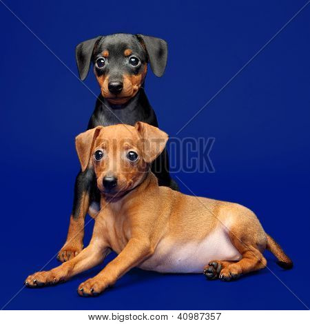 Lille Pinscher hvalpe