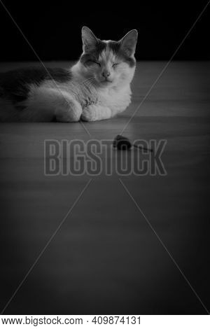 Cat Lying On Wooden Floor With Closed Eyes And Mouse Toy In Front - Black And White