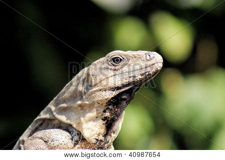 Yucatan Native Iguana