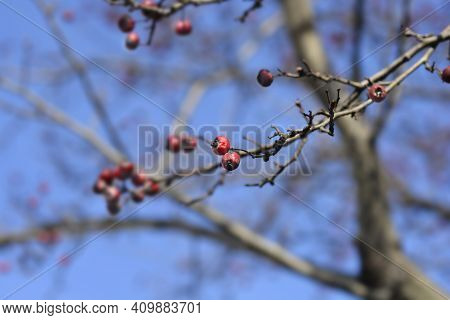 Common Hawthorn Branch With Fruit - Latin Name - Crataegus Monogyna