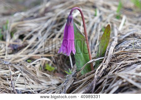 Eritronium auf das trockene Gras wÃ¤chst wild.