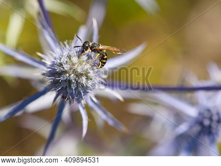 Wasp. A Small Wasp Sits On A Flower Of A Blue Thorny Plant. Prickly Eryngium Caeruleum, Yellow-belli