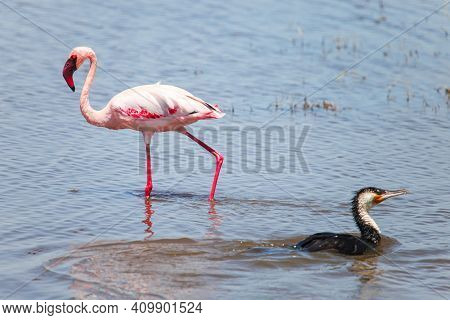 Lesser Flamingo (phoeniconaias Minor) And White-breasted Cormorant (phalacrocorax Lucidus) In The La