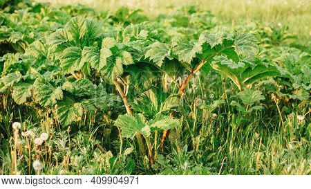 Leaves Of The Plant Borschevik Sosnovsky Close-up In Summer. Young Sprouts And Leaves Without Flower