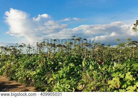 Thickets Of Sosnovsky Hogweed In The Field. It Is Dangerous For Humans Because Even Small Drops Of P