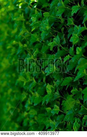 Green Grass In Meadow Pasture With Blur Effect. Macro Nature Textured Abstract Background. Ecologica