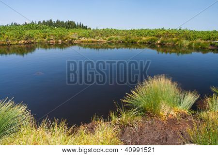 Pinheiro Lago