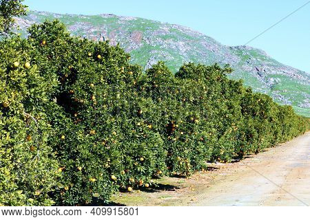 Orange Trees At A Citrus Grove On An Agricultural Ranch With The Sierra Foothills Beyond Talen In Th