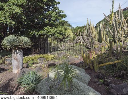 Various Cacti At Cactus Part Of Botanical Garden, Jardin Botanico Canario Viera Y Clavijo, Tafira, G