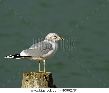 Gull ทั่วไป