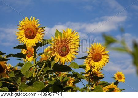 Large Blooming Sunflowers Against A Blue Sky With White Clouds