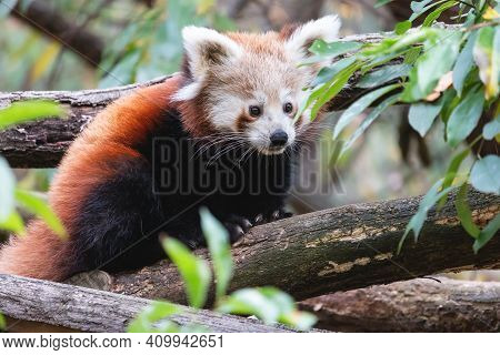Cute Fluffy Red Panda Cub In The Summer Forest. Portrait Of The Young Lesser Panda Or Firefox (ailur
