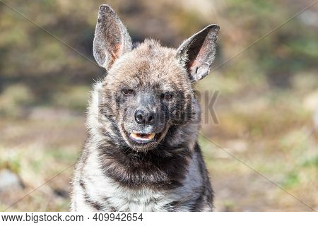 Close-up Portrait Of The Striped Hyena. Smiling Furry Arabian Hyena (hyaena Hyaena) With Large Ears 