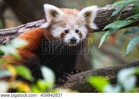 Cute Fluffy Red Panda Cub Close Up. Young Lesser Panda Or Firefox (ailurus Fulgens) On The Tree Bran