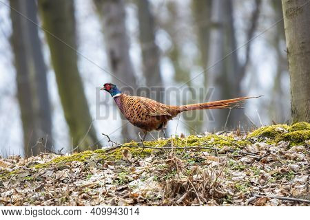 Male Common Pheasant Walking In The Autumn Forest. Wild Ring-necked Pheasant Cock (phasianus Colchic