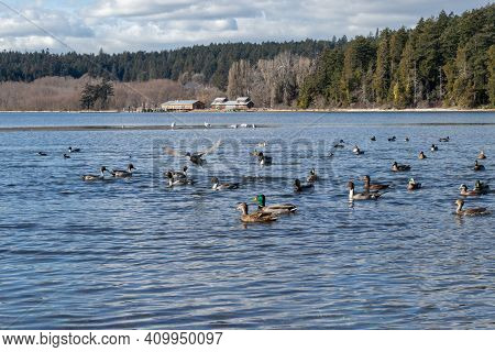 Ducks Swimming In Esquimalt Lagoon At Colwood In British Columbia, Canada