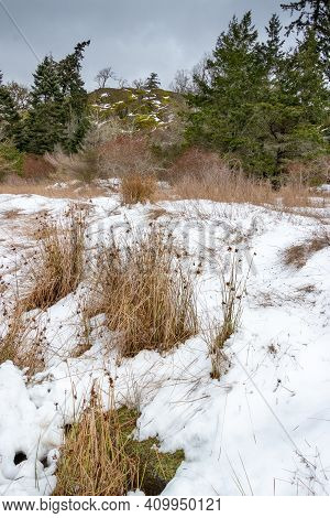 Snow Covering The Grass On A Tree Coloured Hill At Pedder Bay On A Rare Snow Day On Vancouver Island