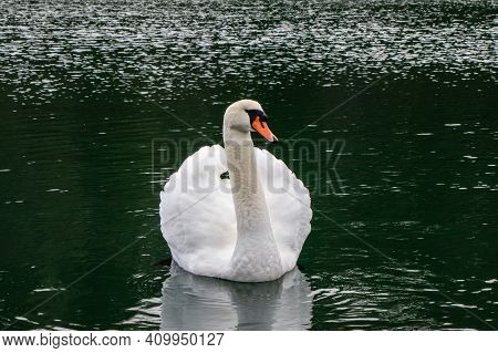 One White Mute Swan Swimming In The Harbour At Pedder Bay, British Columbia, Canada