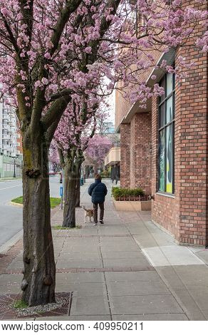 Man Walking His Dog On A City Street In Victoria, British Columbia With Cherry Blossoms In Bloom