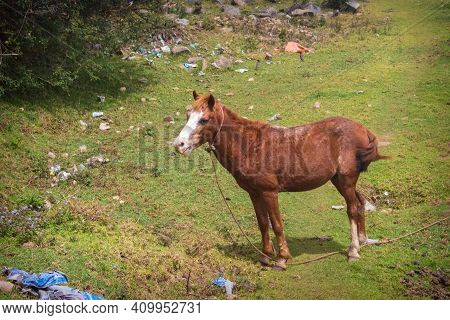 Indian Mountain Horse Is Standing On Grass In The Field. Horse Stock Images