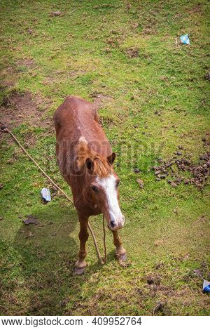 Indian Mountain Horse Is Standing On Grass In The Field. Horse Stock Images