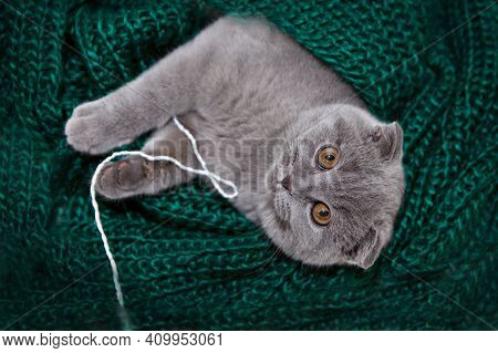 A Lop-eared Scottish Cat Plays With Balls Of Yarn. An Animal On A Green Background. Fun For Pets