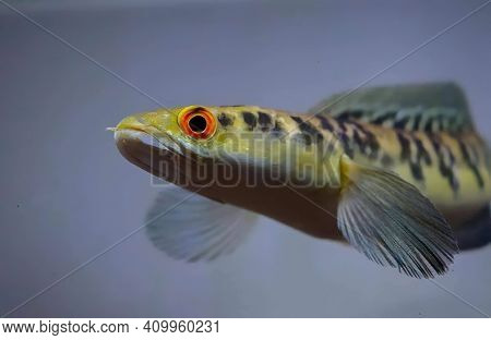 Yellow channa sentarum fighter predator big beautiful