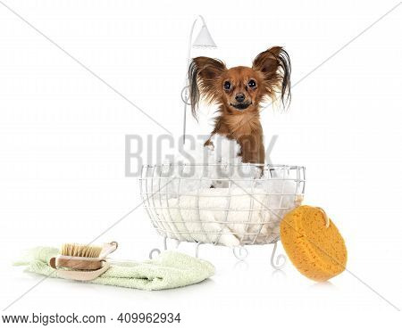 Russkiy Toy In Front Of White Background