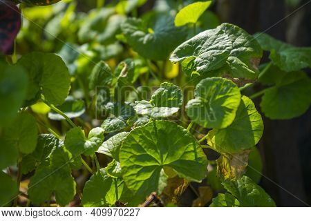 Centella Asiatica, Commonly Known As Centella And Gotu Kola, Is A Small, Herbaceous, Annual Plant An