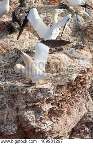 A Colony Of Gannets Landing On A Rock. Sea In The Background. Helgoland.