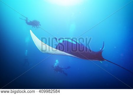 Group Of Divers On Background Observer Huge Beautiful Manta Ray Swimming In The Ocean