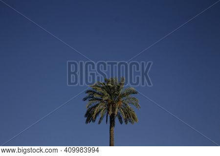 Palm Tree And Blue Sky.palms.trees.blue Sky.palm With A Clear Blue Sky.landscape And Nature.envirome