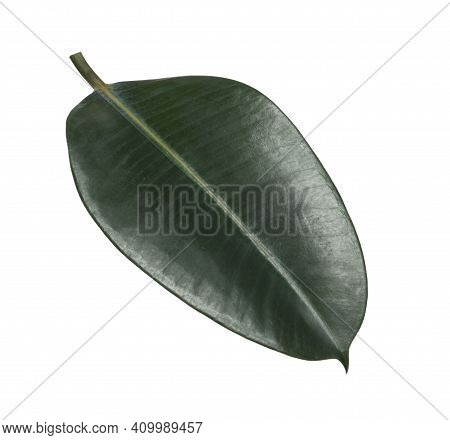 Fresh Green Leaf Of Ficus Elastica Plant Isolated On White