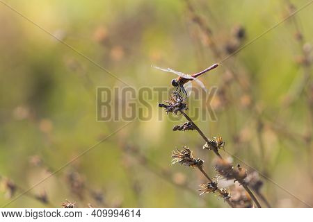 Dragonfly On A Dry Plant. A Copper Colored Dragonfly A Natural Green Blurred Background. Close-up In