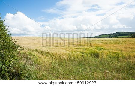 Golden fields.