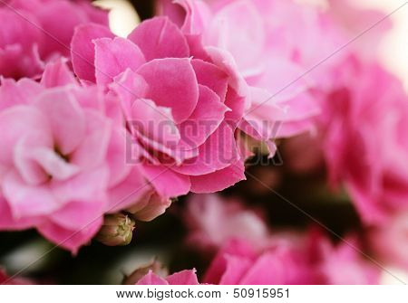 Kalanchoe Flower Blossoms