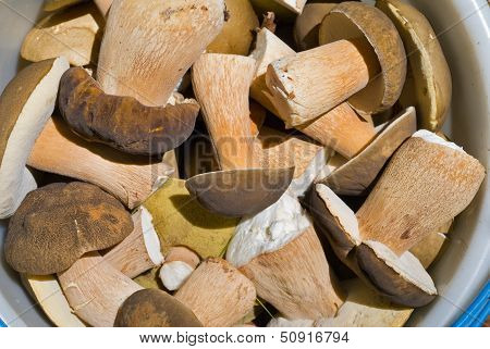 Mushrooms In Bucket