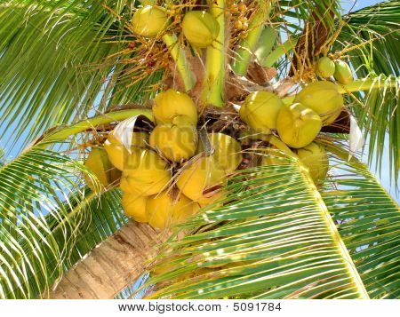 Ripe Tropical Coconuts