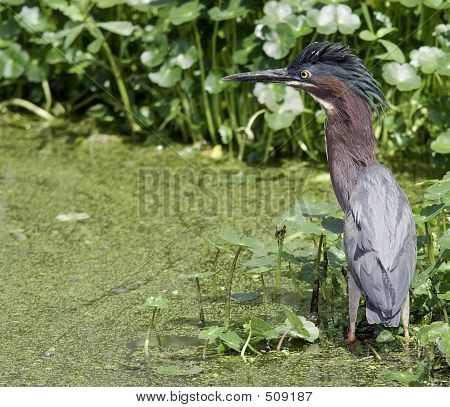 Green Heron (butorides Virescens) Display