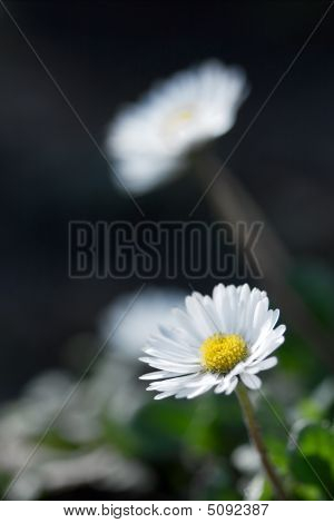 Fiori