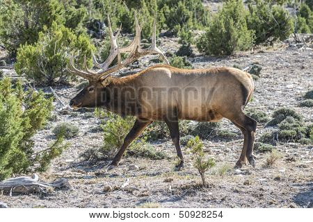 Bull Elk