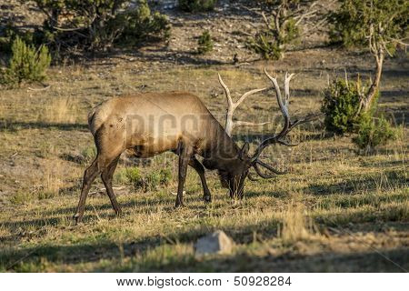 Bull Elk feeding