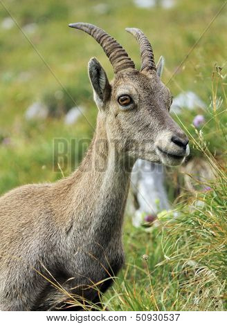 Wild alpine ibex - steinbock portrait