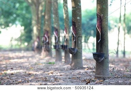 Rubber Plantation