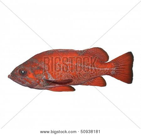 Vermilion Rockfish Isolated On White