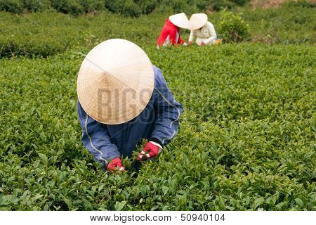 Worker pick tea leaves