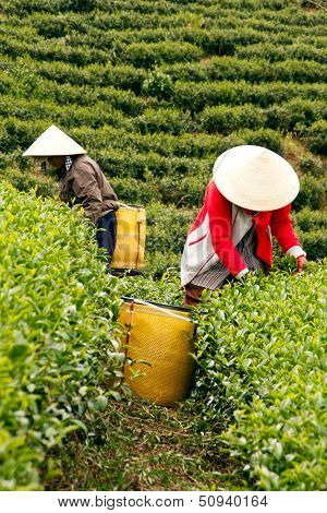Worker pick tea leaves